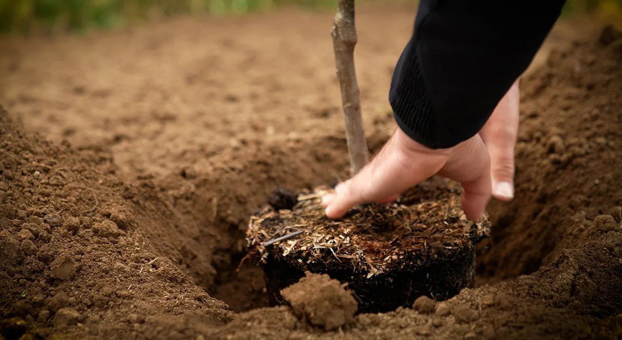 Baumpflanzung nach 5 erfolgreichen Jahren.