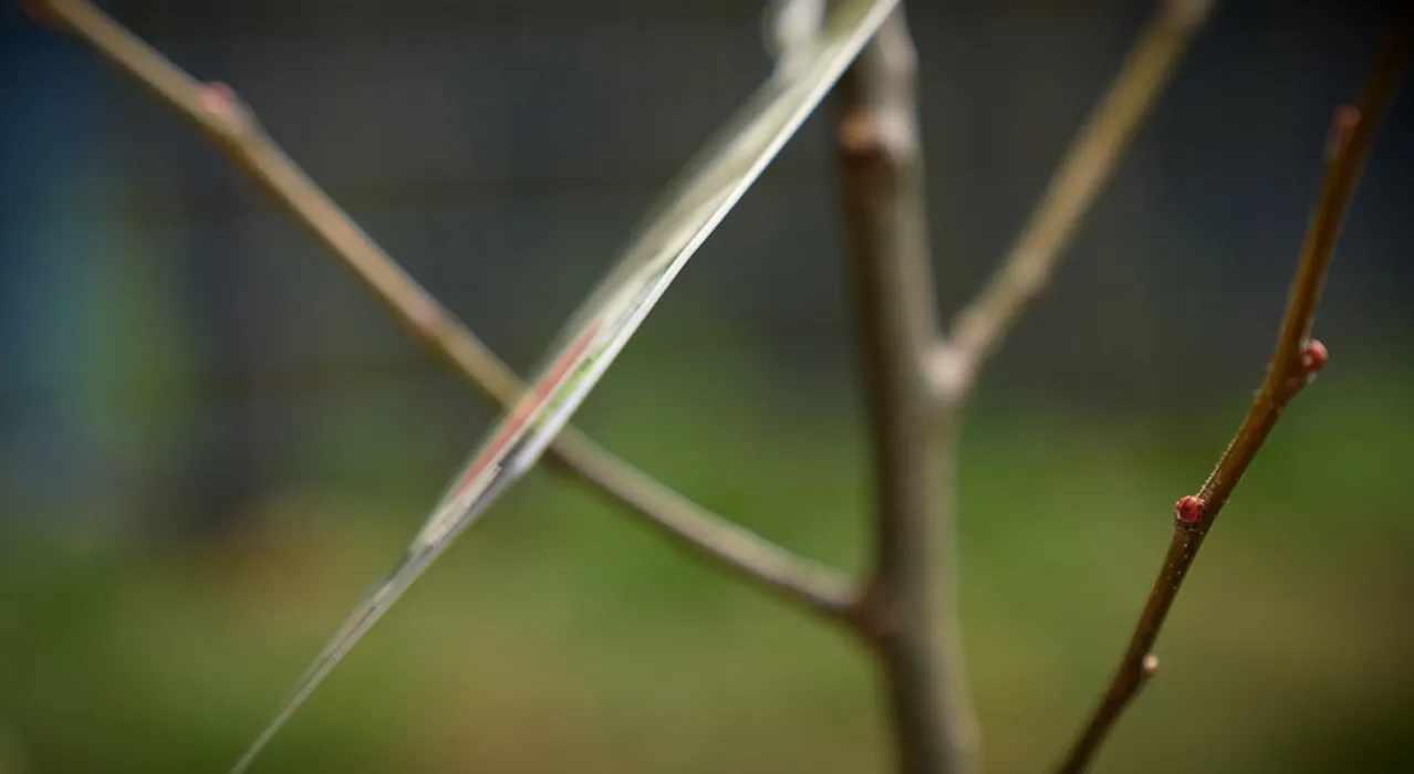 Der Baum hat schon die ersten Knospen.